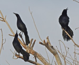 Great-tailed Grackles