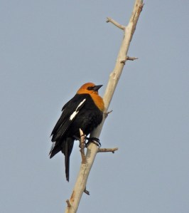 Yellow-headed Blackbird