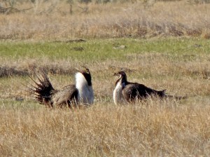 Greater Sage Grouse males displaying.
