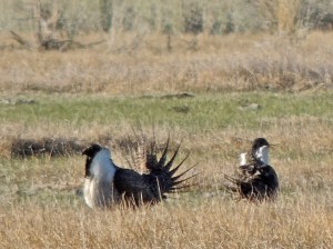 The grouse disperse shortly after the sun hits the lek.