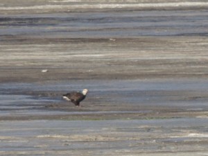 We spotted a bald eagle feeding in the distance at the edge of Crowley Lake.