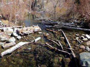 A few people spotted a dipper in this stream. I missed it.