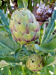 artichokes