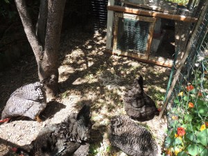 The hens enjoy daytime access to the new "Plum Run" that I built for them.