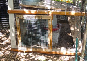 A new door that I built and installed on the chicken coop.