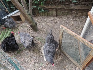 Three of our hens. They refuse to pose so that I can get all five in one shot.