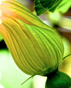 Female blossom for a winter squash