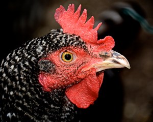 One of our two "new" hens. They are a year old now, and great layers.