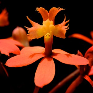 Tiny orange orchid with a space alien face