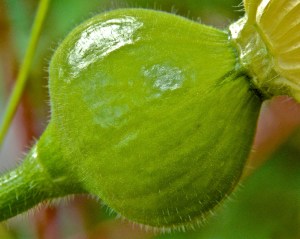 The squash got fertilized.