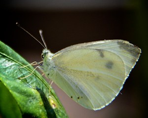 Cabbage butterfly, an undesirable alien