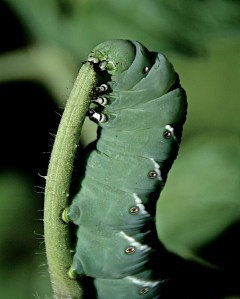 I would love this shot more if it were of a monarch butterfly caterpillar, and not a blasted tomato hornworm!