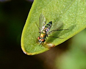 This is a pretty little fly. Can't remember it's name, but it is not a biting fly nor a housefly.