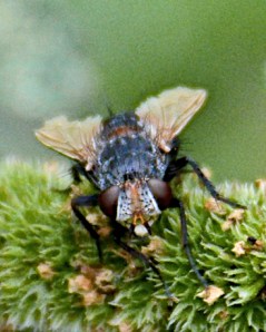 Some kind of biting fly on a mint flower head