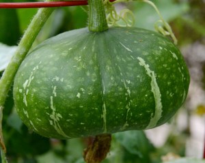 mystery winter squash