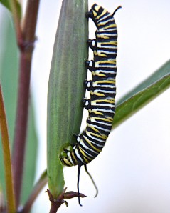 Upside down, feeding on the seedpod of a bloodflower milkweed in our butterfly garden