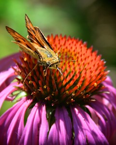 Fiery Skipper on coneflower