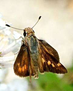 Fiery Skipper on white lantana in our butterfly garden