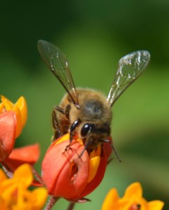 Honeybee nectaring from a bloodflower milkweed