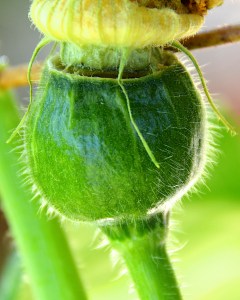 Buttercup squash ovary