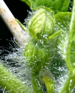 Female watermelon flower bud