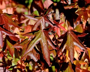 Without a storm, the leaves are still on the tree and the color is peaking beautifully.