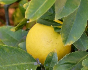 Citrus season is just beginning. I have a few ripe Meyer and Eureka lemons, with more coming along.
