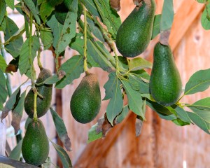 I picked the first of our avocados today. It will take about 10 days after they are picked before they will be ripe.