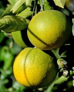 It looks like the navel oranges will be huge this year. The Valencia oranges are tiny and not even close to being ripe yet.
