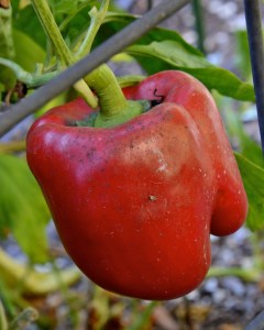And bell peppers. But not this one. We ate it for breakfast in scrambled eggs.