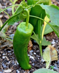 This is a Giant Marconi sweet pepper. I have four nice big ones that I plan to stuff.