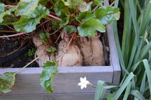This is a beet that is going into its third year. I will enter it in the county fair next summer if it survives this winter. I don't know yet if it is a contender for Largest Beet or Strangest Shaped Beet. Right now it looks like it could win in either category.
