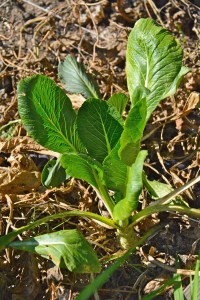 Some of my Komatsuna (Asian mustard greens) lasted through the summer. I am hoping that the plant will produce more leaves once cooler weather gets here. Then I can make a stir fry.