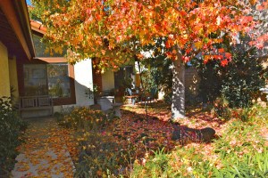 Our yard in November is littered with liquid amber leaves. We save them in bags to compost over the course of a year.