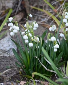 These Snowdrops are blooming a couple of weeks early.