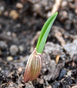 The garlic has sprouted. I have about 17 Sonoran garlics, about 18 Early Italian, and about 14 California Early garlics sprouted. My favorites, the Ajo Rojo, haven't sprouted yet. Will they? Don't know.