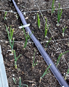 I am growing four onion varieties this year: Texas Red, Texas Yellow, Texas White, and "Sweet". We shall see if any of them make bulbs. Some years they do, and some years they don't.