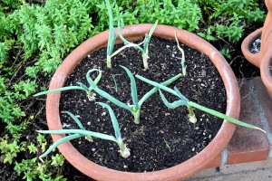I am growing some green bunching onions in bowls. I don't have much garden space, so I grow food wherever I can.