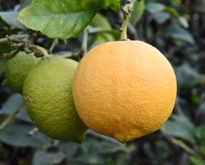 I have a couple of Eureka lemons ready to pick and a few more ripening. I have a bumper crops of Meyer lemons and need to do something with them SOON.