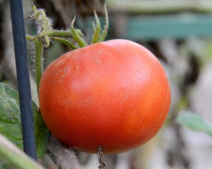 But thanks to Global Weirding, I have a tomato that is ripe. In mid-January! This is a first for my garden, a winter so mild that tomatoes set fruit and ripened.