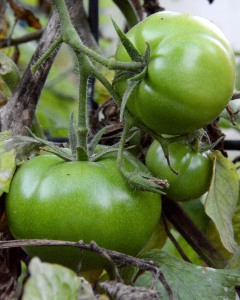 I have a few more tomatoes coming along. I just can't believe it. This is SO early.