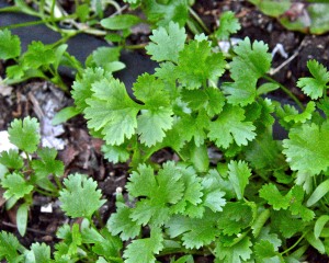 I have a LOT of cilantro that seeded itself in my raised bed. Why can't it be ready to pick when tomatoes are ripe? But no, it is all gone by summer.