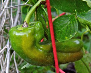 We are still harvesting ripe bell peppers. This heirloom Giant Marconi sweet pepper is about to turn red.
