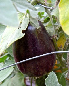 I am still getting Black Beauty eggplants ripening, which is pretty strange for January.