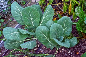 I have six collard greens plants, two of which are almost ready to provide leaves for cooking.