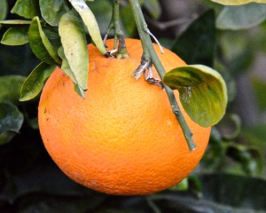Our navel orange crop is ready to pick, and we have been enjoying fresh oranges since the first of the year.