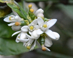 We have a few limes that are ripe, and many more forming. Not all of the flowers in a cluster get fertilized.