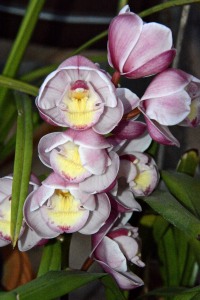 Most of my Cymbidium orchids bloom in February-April, but these bloom in January. They all stay outdoors on the patio.
