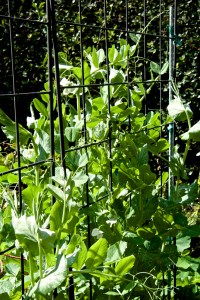 My Super Sugarpod peas (snow peas) are chin height already and just now starting to bloom. I probably have too much chicken manure in my homemade compost, i.e., too much nitrogen. Oh well, it makes for lush growth. The nasturtiums outside the beds get runoff from the drip irrigation and are at crotch height, but with very few flowers.