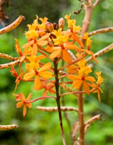 This is another type of orchid. These little beauties bloom year round.